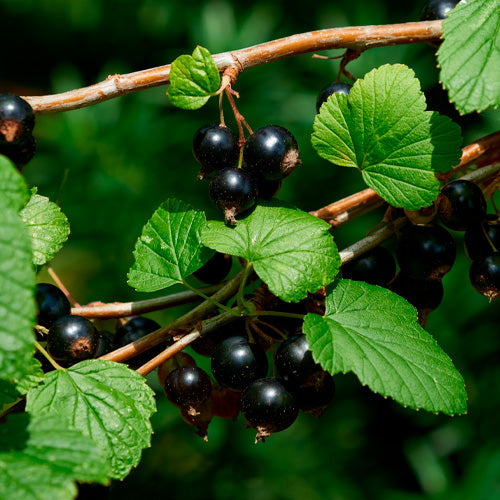 Aquavibe Framboesa e Cassis Body Splash 300ml Avon